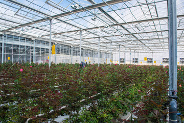 large industrial greenhouse with Dutch roses, the overall plan