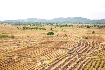 Landscape of rice field in South East Asia after harvest season.