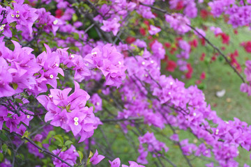 The background is a beautiful flower.