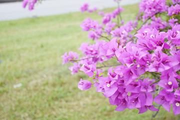 Obraz premium The background is a beautiful flower.