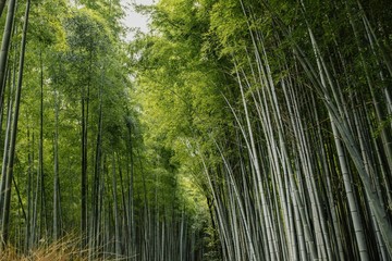 Arashiyama