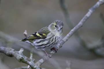 Eurasian siskin (Spinus spinus)