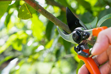 close up hand of person holding scissors cut the branches of tree in garden for agriculture,nature concept.
