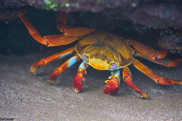 Close up of Sally Lightfoot crab under lava rock on beach Galapagos Isands Ecuador Pacific Ocean