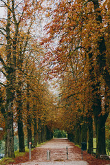 Beautiful autumn alley in a park with trees and yellow leaves