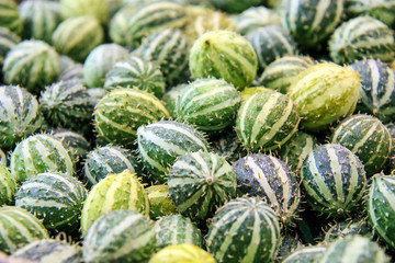 Cucumis anguria, cackrey,maroon cucumber, West Indian gherkin and West Indian gourd. Deco-Fruits...