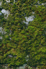 Green and bright background of plants, mosses and leaves