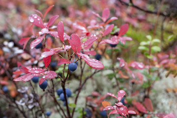 Mature berries of Vaccinium uliginósum in the autumn forest