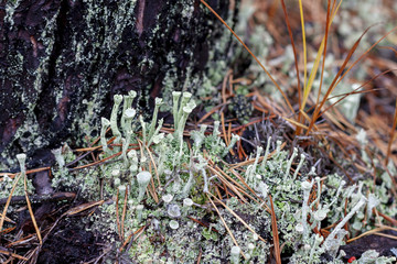 Lichen Cladonia deformis, close-up.