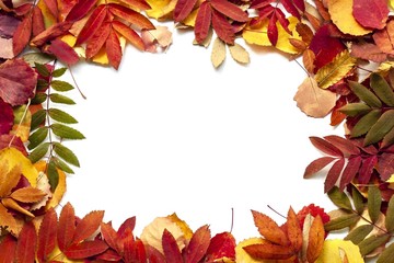 Bright autumn leaves as a background. Isolated on white