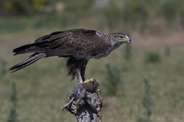 Bonellis eagle (Aquila fasciata)