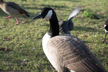 Ente im Park