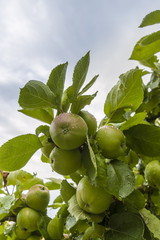 nasse unreife fast reife grünrote  Äpfel am Apfelbaum nach Regen Nahaufnahme selektiver Fokus, wet immature almost ripe green-red apples at apple tree after rain Close-up selective focus