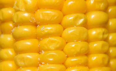 Grains of boiled ripe corn 