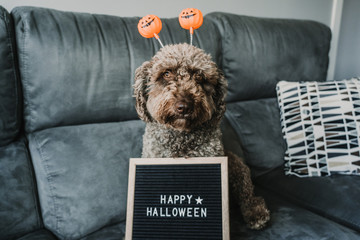 Sweet brown spanish water dog sitting on the sofa at home, wearing funny orange halloween costume....