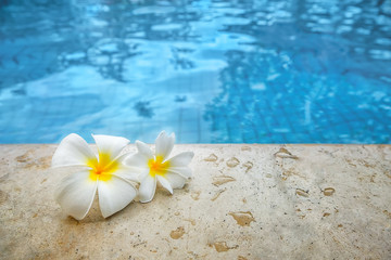 Fototapeta na wymiar Tropical flowers frangipani on the stone side of the swimming pool.