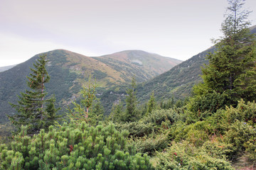 Obraz premium Forest and mountains
