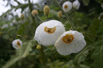 flor himalaya