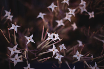 star flowers on a plant in winter
