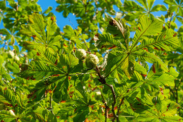 Rosskastanie (Aesculus hippocastanum)