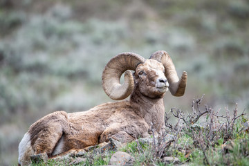 bighorn sheep