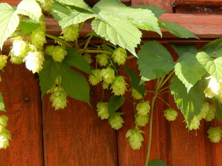 A branch of hops with cones on a background of a brown wooden wall