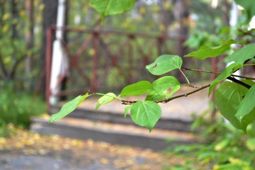 leaves on a green background