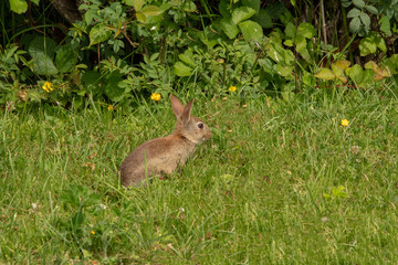 Naklejka na ściany i meble Rabbit on the Lawn in Summer, Ireland