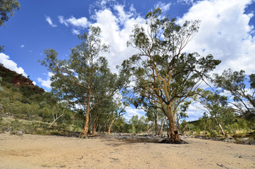 Fototapeta na wymiar Australia, Northern Territory, Outback
