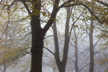 Fototapeta na wymiar Trees in park at foggy morning