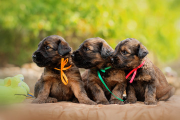 Briard dog three cute puppy looking one way