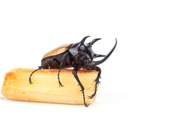 Rhinoceros beetle isolated white background.
