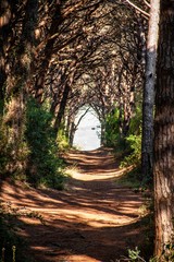 Wald in Bibbona, Toskana