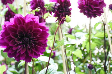 Rayong province Thailand , Aug 11 , 2018 :  Beautiful tulips are blooming in Thailand.