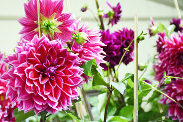 Rayong province Thailand , Aug 11 , 2018 :  Beautiful tulips are blooming in Thailand.