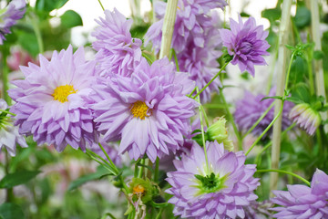 Rayong province Thailand , Aug 11 , 2018 :  Beautiful tulips are blooming in Thailand.