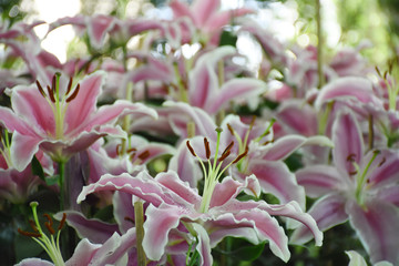 Rayong province Thailand , Aug 11 , 2018 :  Beautiful tulips are blooming in Thailand.