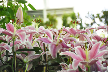 Rayong province Thailand , Aug 11 , 2018 :  Beautiful tulips are blooming in Thailand.