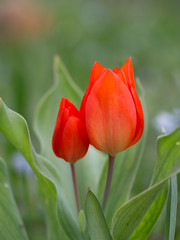 Tulip bright red