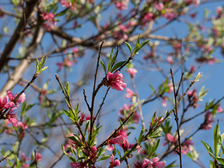 Peach blossom tree