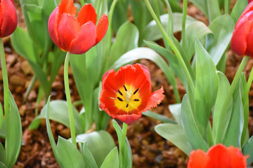 Rayong province Thailand , Aug 11 , 2018 :  Beautiful tulips are blooming in Thailand.