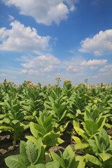 Blossoming green tobacco plants in field with blue sky and clouds