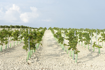 Fototapeta na wymiar Plantación de viñedos jóvenes