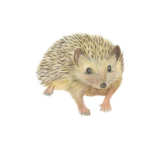 Watercolor painting a cute hedgehog isolated on white