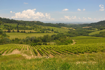 Fototapeta na wymiar Italy - Large vineyard in the middle of large fields during a beautiful sunny day.