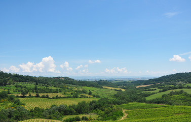 Bright sunny day and a blue sky over large Italian fields with vegetation, hills, and trees.