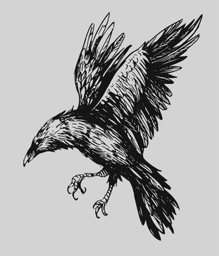 Black raven. Hand drawn sketch converted to vector. Isolated