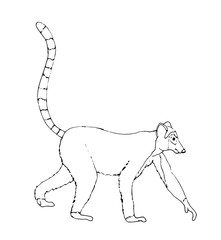 Fototapeta premium Lemur Kontur