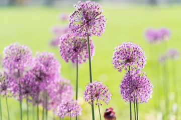 Obraz premium Close-up photo of purple allium blossom.