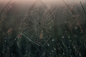 spider web with water drops